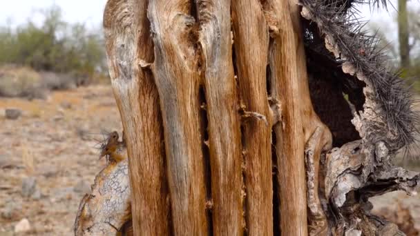 Kaktusar Dör Arizonaöknen Miljöhänsyn Klimatförändringar Och Onormalt Väder Torra Stjälkar — Stockvideo