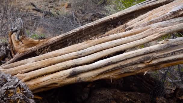 Cactussen Sterven Woestijn Van Arizona Milieuproblemen Klimaatverandering Abnormaal Weer Droge — Stockvideo