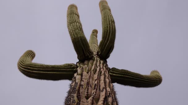 Kaktusy Arizony Widok Patrzący Górę Saguaro Kaktusa Carnegiea Gigantea Jego — Wideo stockowe