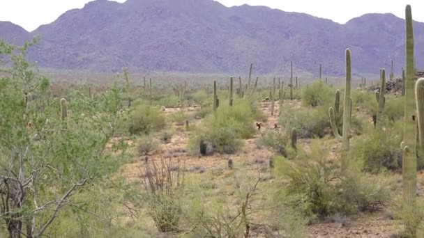 青い空 砂漠の風景に対してアリゾナ州の大きなサボテン アメリカ合衆国の砂漠にあるサガロ サボテン カーネギー ギガンティー — ストック動画