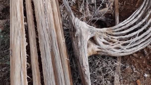 Kaktusy Arizona Mrtvý Obří Kaktus Saguaro Hnil Padl Národní Památce — Stock video
