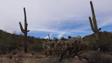 Arizona 'da büyük bir kaktüs mavi gökyüzüne karşı, çöl manzarası. Çölde Saguaro Kaktüsleri (Carnegiea gigantea), ABD