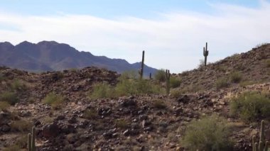 Arizona 'da büyük bir kaktüs mavi gökyüzüne karşı, çöl manzarası. Çölde Saguaro Kaktüsleri (Carnegiea gigantea), ABD