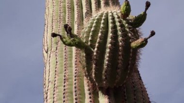 Arizona 'da, Phoenix yakınlarında çölde küçük bir Saguaro kaktüsünün üzerinde kurumuş çiçekler.