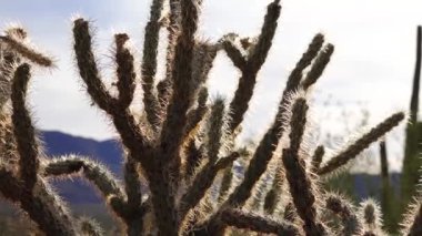 Arizona kaktüsü. Oyuncak ayı kollası (Cylindropuntia). Çölde farklı türde kaktüsler.. 