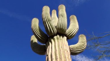 Arizona kaktüsü. Bir Saguaro kaktüsünün (Carnegiea gigantea) tabanından görünüşü.
