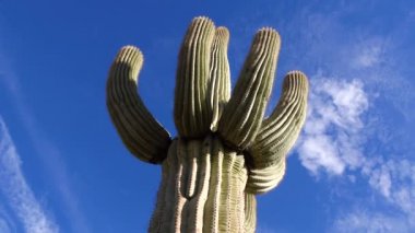 Arizona kaktüsü. Bir Saguaro kaktüsünün (Carnegiea gigantea) tabanından görünüşü.