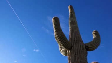 Arizona kaktüsü. Bir Saguaro kaktüsünün (Carnegiea gigantea) tabanından görünüşü.