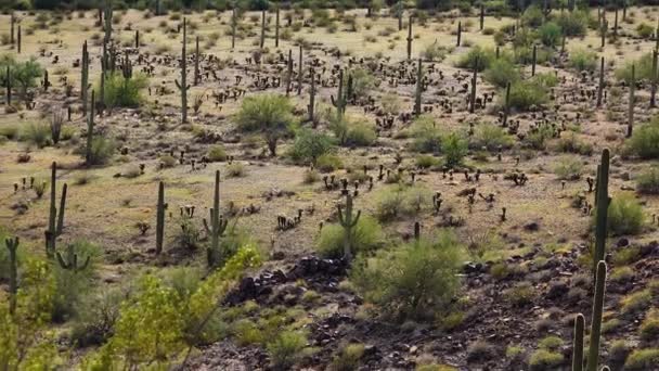 青い空 砂漠の風景に対してアリゾナ州の大きなサボテン アメリカ合衆国の砂漠にあるサガロ サボテン カーネギー ギガンティー — ストック動画