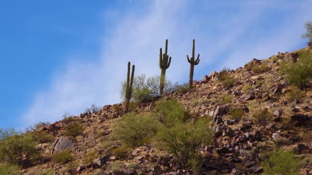 Grandes Cactus Arizona Contra Cielo Azul Paisaje Desértico Saguaro Cactuses — Vídeo de stock