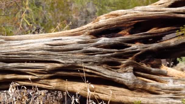 Cactus Arizona Cactus Morto Del Saguaro Gigante Marciato Caduto Nel — Video Stock