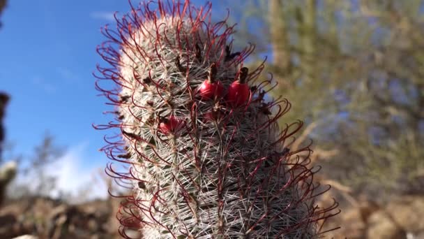 亚利桑那州仙人掌 格雷厄姆的乳头仙人掌 亚利桑那州的鱼钩仙人掌 Mammillaria Grahamii Mammillaria Microcarpa — 图库视频影像