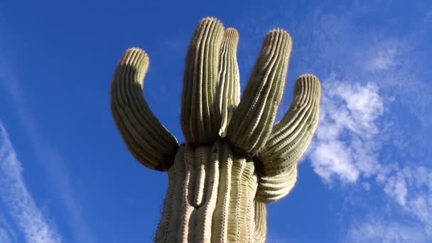 Arizona Kakteen Blick Von Seinem Fuß Auf Einen Saguaro Kaktus — Stockvideo