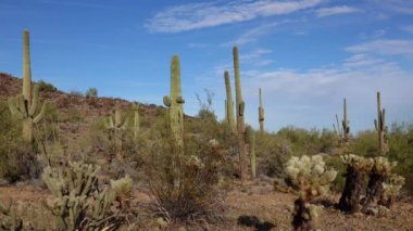 Arizona 'da büyük bir kaktüs mavi gökyüzüne karşı, çöl manzarası. Çölde Saguaro Kaktüsleri (Carnegiea gigantea), ABD