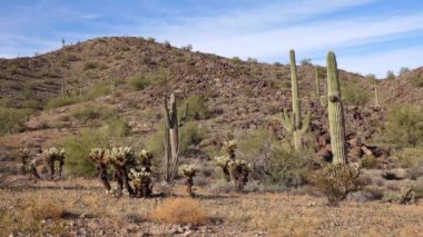 Arizona 'da büyük bir kaktüs mavi gökyüzüne karşı, çöl manzarası. Çölde Saguaro Kaktüsleri (Carnegiea gigantea), ABD