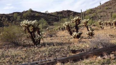 Arizona kaktüsü. Oyuncak ayı kollası (Cylindropuntia). Çölde farklı türde kaktüsler.. 