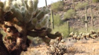 Arizona kaktüsü. Oyuncak ayı kollası (Cylindropuntia). Çölde farklı türde kaktüsler.. 