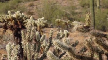 Arizona kaktüsü. Oyuncak ayı kollası (Cylindropuntia). Çölde farklı türde kaktüsler.. 
