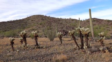 Arizona kaktüsü. Oyuncak ayı kollası (Cylindropuntia). Çölde farklı türde kaktüsler.. 