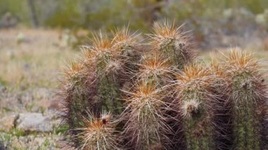 Arizona kaktüsü. Engelmann 'ın kirpi kaktüsü (Echinocereus engelmannii)