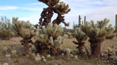 Arizona kaktüsü. Oyuncak ayı kollası (Cylindropuntia). Çölde farklı türde kaktüsler.. 