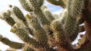 Arizona kaktüsü. Oyuncak ayı kollası (Cylindropuntia). Çölde farklı türde kaktüsler.. 