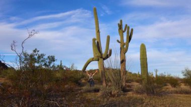 ARIZONA, ABD - 30 Kasım 2019: Büyük kaktüs Arizona 'da mavi gökyüzüne karşı, çöl manzarası. Çölde Saguaro Kaktüsleri (Carnegiea gigantea), ABD