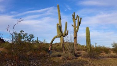Arizona 'da büyük bir kaktüs mavi gökyüzüne karşı, çöl manzarası. Çölde Saguaro Kaktüsleri (Carnegiea gigantea), ABD