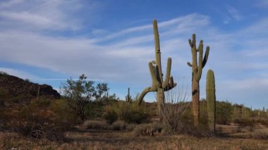 Arizona 'da büyük bir kaktüs mavi gökyüzüne karşı, çöl manzarası. Çölde Saguaro Kaktüsleri (Carnegiea gigantea), ABD