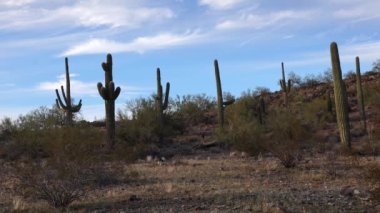 Arizona 'da büyük bir kaktüs mavi gökyüzüne karşı, çöl manzarası. Çölde Saguaro Kaktüsleri (Carnegiea gigantea), ABD