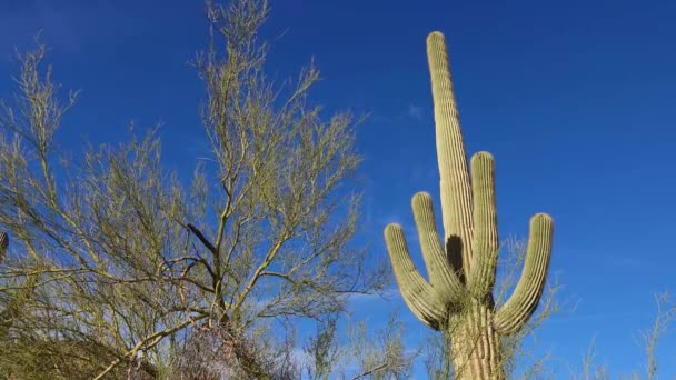 アリゾナ サボテン そのベースからサガロサボテン カーネギー ギガンティー を見上げる景色 — ストック動画