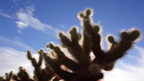 アリゾナ サボテン テディベア コール Cylinindropuntia 砂漠の風景の中で野生のサボテンの異なるタイプ — ストック動画
