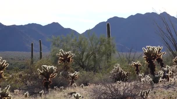 青い空 砂漠の風景に対してアリゾナ州の大きなサボテン アメリカ合衆国の砂漠にあるサガロ サボテン カーネギー ギガンティー — ストック動画