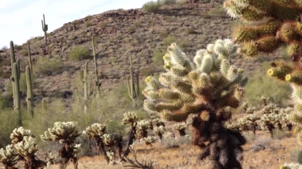 アリゾナ サボテン テディベア コール Cylinindropuntia 砂漠の風景の中で野生のサボテンの異なるタイプ — ストック動画