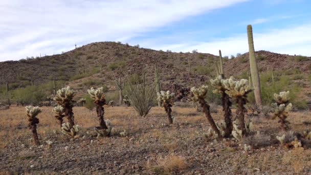 Cacti Arizona Colla Urso Peluche Cilindropuntia Diferentes Tipos Cactos Natureza — Vídeo de Stock