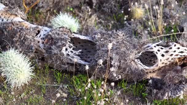 애리조나 선인장 Cylindropumtia 과어린 새싹들 풍경에서 야생의 종류의 선인장 — 비디오