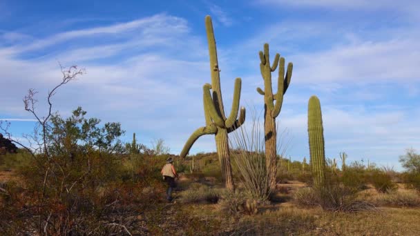 美国阿丽萨纳 2019年11月30日 亚利桑那州的大型仙人掌与蓝天 沙漠景观的对比 美国沙漠中的Saguaro Cactuses — 图库视频影像