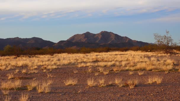 Κίτρινο Ξηρό Γρασίδι Στο Ηλιοβασίλεμα Στην Έρημο Της Αριζόνα Κοντά — Αρχείο Βίντεο