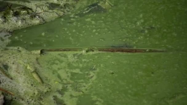 Övergödning Miljöproblem Massutveckling Den Blågröna Algen Microcystis Aeruginosa Den Förorenade — Stockvideo