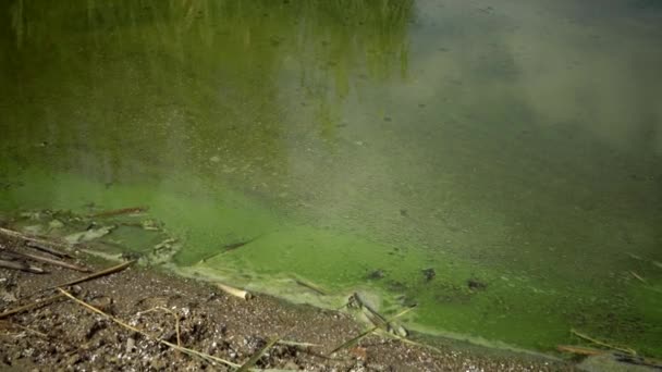 Eutrophierung Umweltproblem Massenentwicklung Der Blaualge Microcystis Aeruginosa Verschmutzten Eutrophen Jalpug — Stockvideo