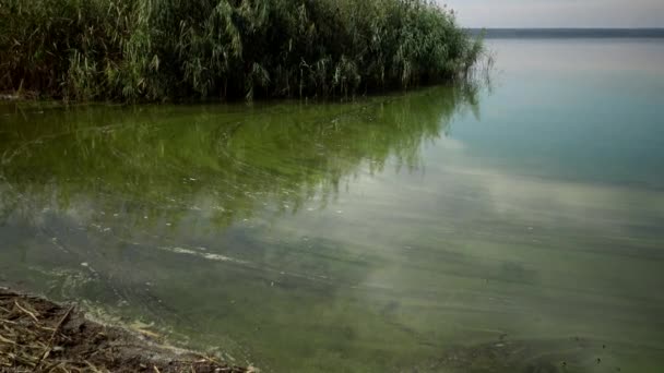 Övergödning Miljöproblem Massutveckling Den Blågröna Algen Microcystis Aeruginosa Den Förorenade — Stockvideo