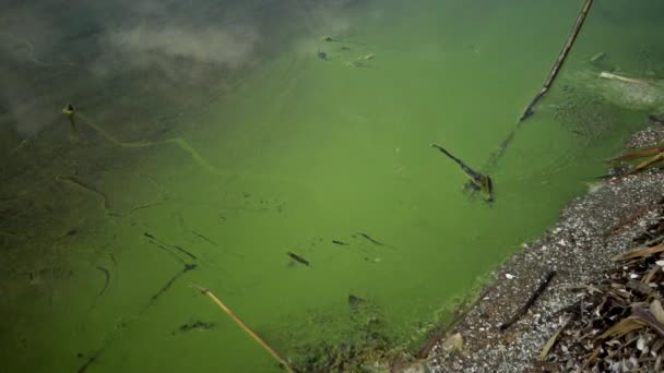 Eutrophierung Umweltproblem Massenentwicklung Der Blaualge Microcystis Aeruginosa Verschmutzten Eutrophen Jalpug — Stockvideo