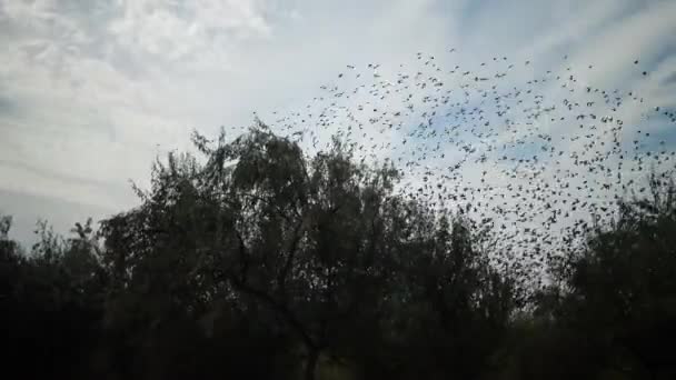 雲で青い空に向かって群がる鳥の群れ 一般的なスターリングの群れ行動のような典型的な群れを狩り昆虫を一緒に近くに飛んでいる小さな鳥の大規模なグループ Sturus Valgaris — ストック動画