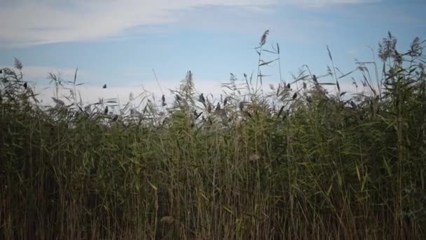 Flock Birds Swarming Blue Sky Clouds Large Group Small Birds — Stock Video