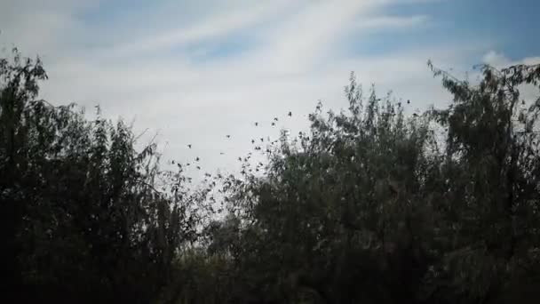 Flock Fåglar Svärmar Mot Blå Himmel Med Moln Stor Grupp — Stockvideo