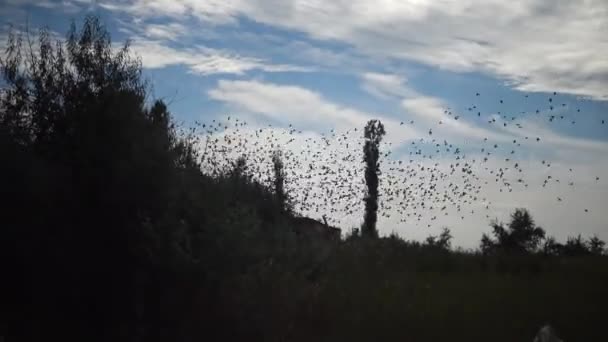 Troupeau d'oiseaux grouillant contre un ciel bleu avec des nuages. Grand groupe de petits oiseaux volant près les uns des autres chassant des insectes typiques d'essaim comme le comportement de troupeau de l'étourneau commun (Sturnus vulgaris )