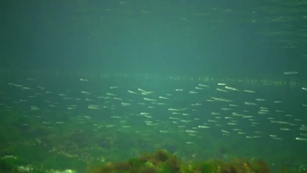 Численні Школи Риб Atherina Pontica Водяній Колонці Чорне Море Одеса — стокове відео