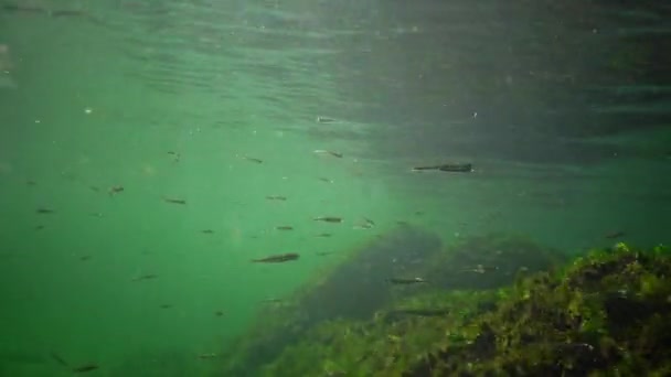 Многочисленные Стаи Atherina Pontica Рыб Водяном Столбе Черное Море Одесский — стоковое видео