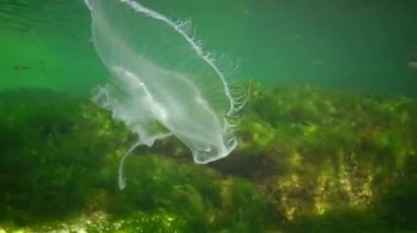 Gelişim bozukluğu, üç taşaklı denizanası. Aurelia aurita (ayrıca ay denizanası, ay denizanası, yaygın denizanası veya çay tabağı denizanası olarak da bilinir), Karadeniz, Odessa Körfezi