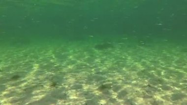 Deniz tabanında güzel bir güneş parıldıyor, su kolonunda çok sayıda Atherina Pontica balığı sürüsü. Karadeniz, Odessa Körfezi
